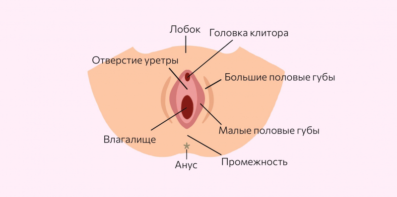 Строение женских половых органов