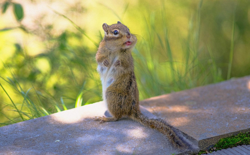 Объявлены финалисты Comedy Wildlife Photo Awards. Выбрали 15 смешных кадров