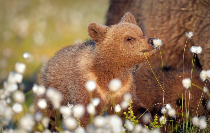 Объявлены финалисты Comedy Wildlife Photo Awards. Выбрали 15 смешных кадров