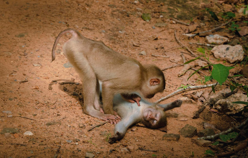 Объявлены финалисты Comedy Wildlife Photo Awards. Выбрали 15 смешных кадров