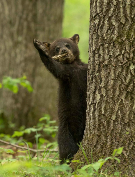 Объявлены финалисты Comedy Wildlife Photo Awards. Выбрали 15 смешных кадров