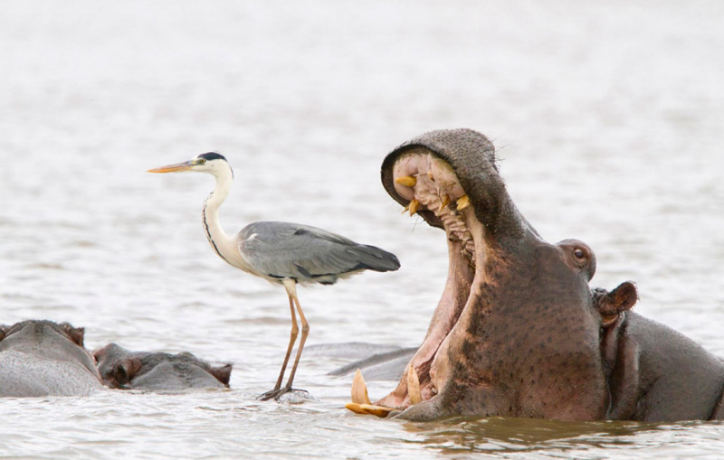 Объявлены финалисты Comedy Wildlife Photo Awards. Выбрали 15 смешных кадров