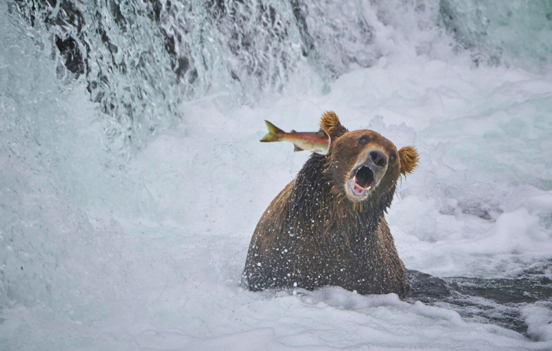 Объявлены финалисты Comedy Wildlife Photo Awards. Выбрали 15 смешных кадров