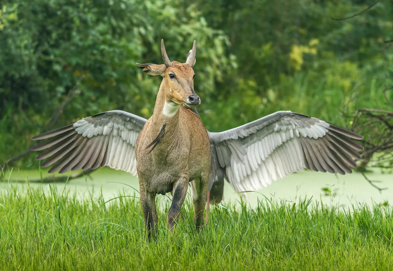 Объявлены финалисты Comedy Wildlife Photo Awards. Выбрали 15 смешных кадров