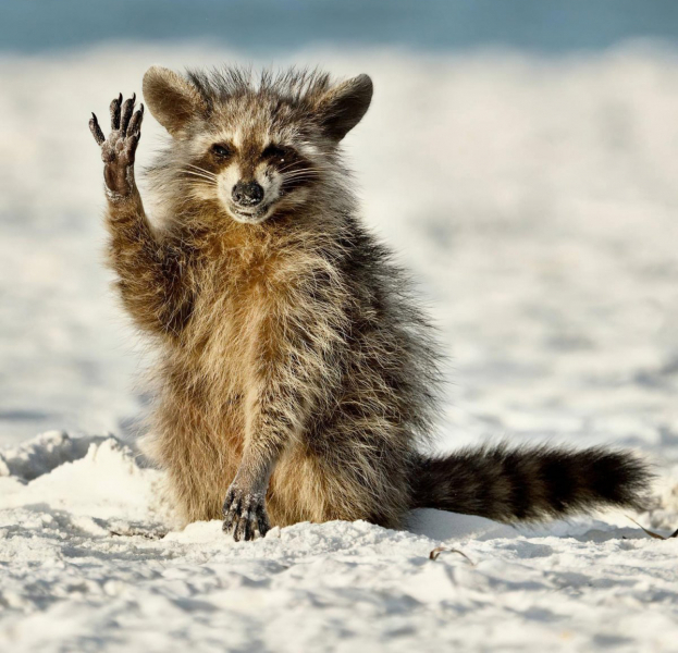 Объявлены финалисты Comedy Wildlife Photo Awards. Выбрали 15 смешных кадров