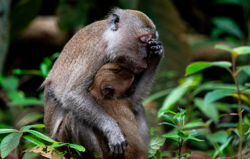 Объявлены финалисты Comedy Wildlife Photo Awards. Выбрали 15 смешных кадров