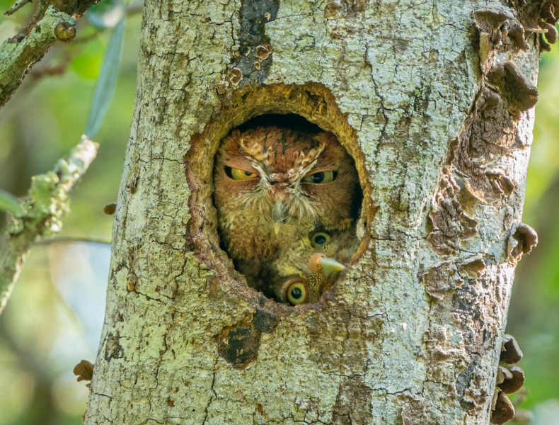 Объявлены финалисты Comedy Wildlife Photo Awards. Выбрали 15 смешных кадров