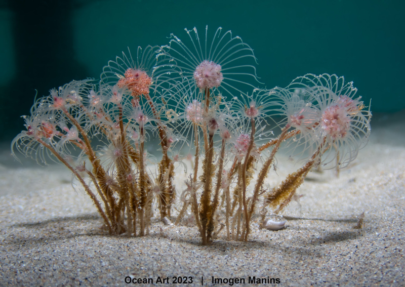 Объявлены победители конкурса подводной фотографии Ocean Art 2023: 13 фото