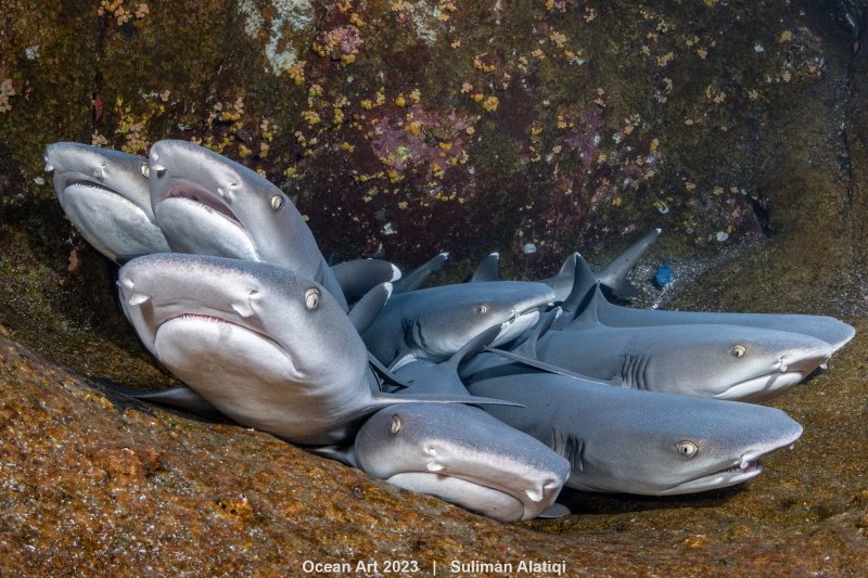 Объявлены победители конкурса подводной фотографии Ocean Art 2023: 13 фото