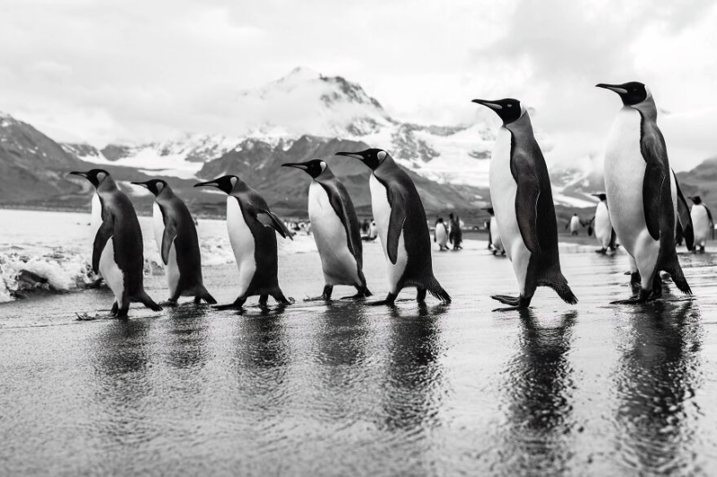 Природа во всей красе: 22 лучших кадра с фотоконкурса Tokyo International Foto Awards