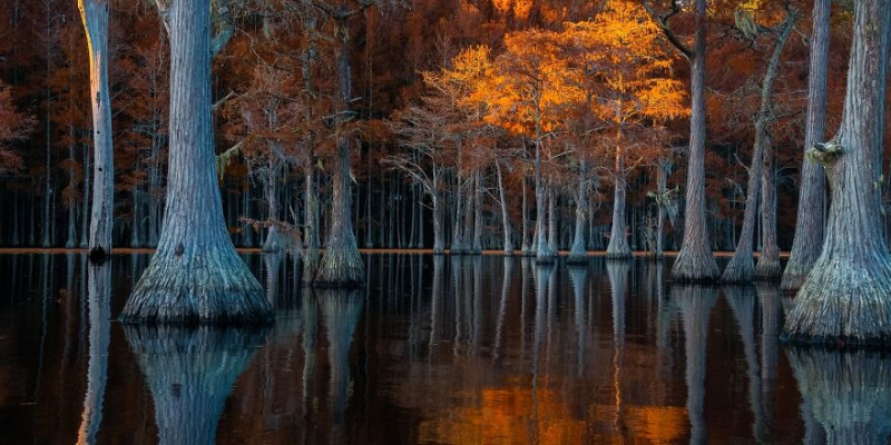 Природа во всей красе: 22 лучших кадра с фотоконкурса Tokyo International Foto Awards